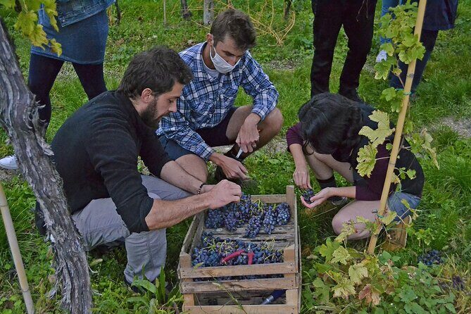 6 Wine Tasting in Valpolicella Classica: the cradle of Amarone - Barrel cellar time: barrique details and slow, careful refinement