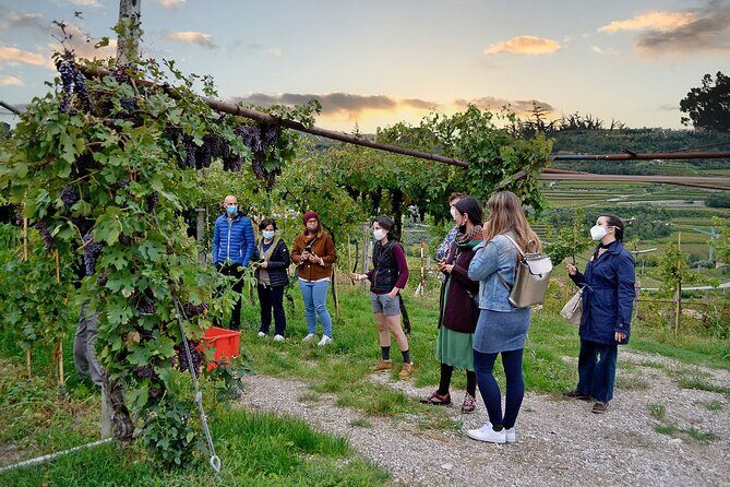 6 Wine Tasting in Valpolicella Classica: the cradle of Amarone - What’s included: water, breadsticks, and optional charcuterie