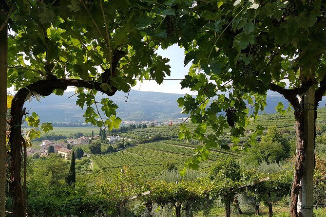 Amarone 2005 Wine Experience - Key highlights to look for