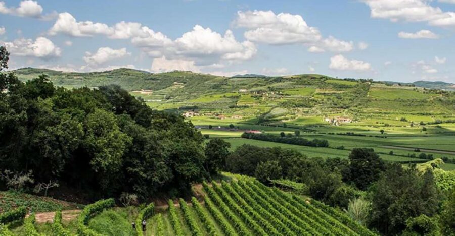 Amarone Wine Tasting Tour. Visit Verona. From Venice - Venice-to-Verona Day: What the Schedule Really Feels Like