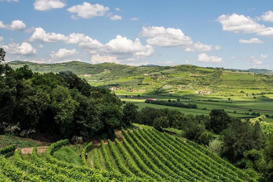 Amarone Wine Tasting Tour. Visit Verona. From Venice - The Wine Tasting: Four Reds and One Clear Theme