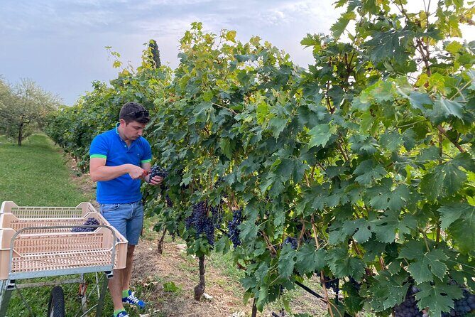Discover the Amarone wine: 1 winery with delicious food pairing - Vineyard and Estate Time With the Winemaker