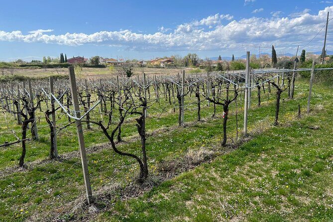 E-Bike tour with stop in the cellar in the Bardolino area - Lazise hinterland: the last ride that ties Bardolino together