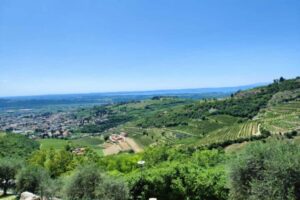 From Verona: Amarone Half-Day Wine Tasting Tour - From Pagus Wine Tours to San Giorgio di Valpolicella in real time