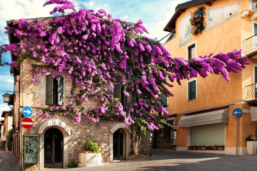 From Verona: discover Lake Garda and Sirmione private tour - The 30-minute private boat tour you actually remember