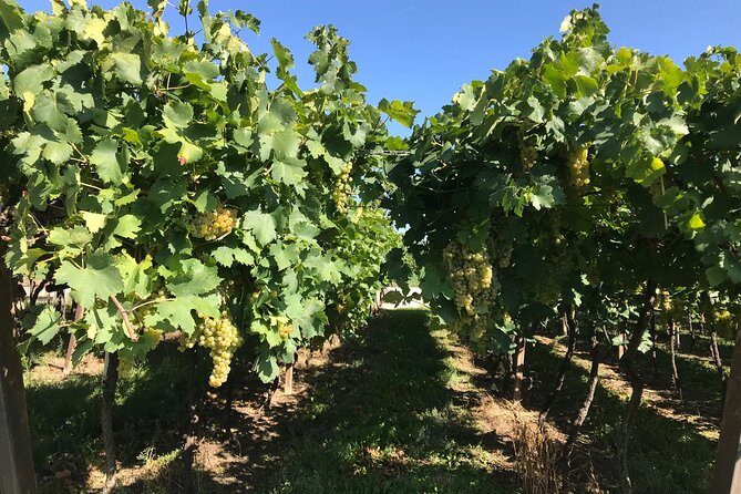 From Verona: Prosecco & Classic method sparkling wine tour, with light lunch - What the guide team adds (and why it changes the day)