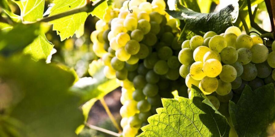 Lugana Wine Tour With Private Panoramic Boat on Lake Garda - Price and Value: Is $988.08 Per Person Worth It?