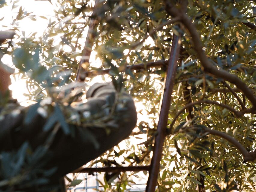 Olive Mill Tour and Tasting in the Verona Countryside - Key takeaways before you go