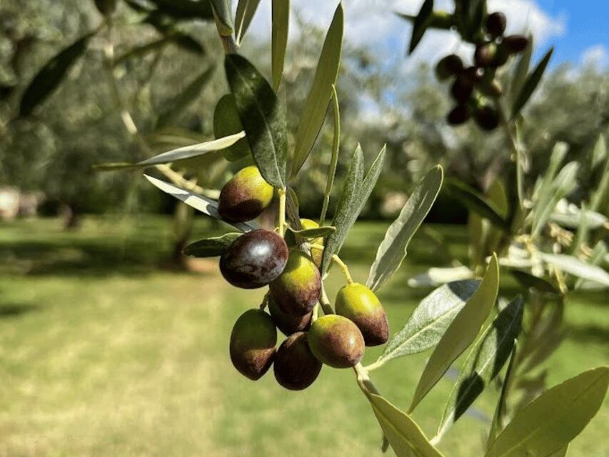 Olive Mill Tour and Tasting in the Verona Countryside - Snacks, pairing, and why food helps olive oil make sense