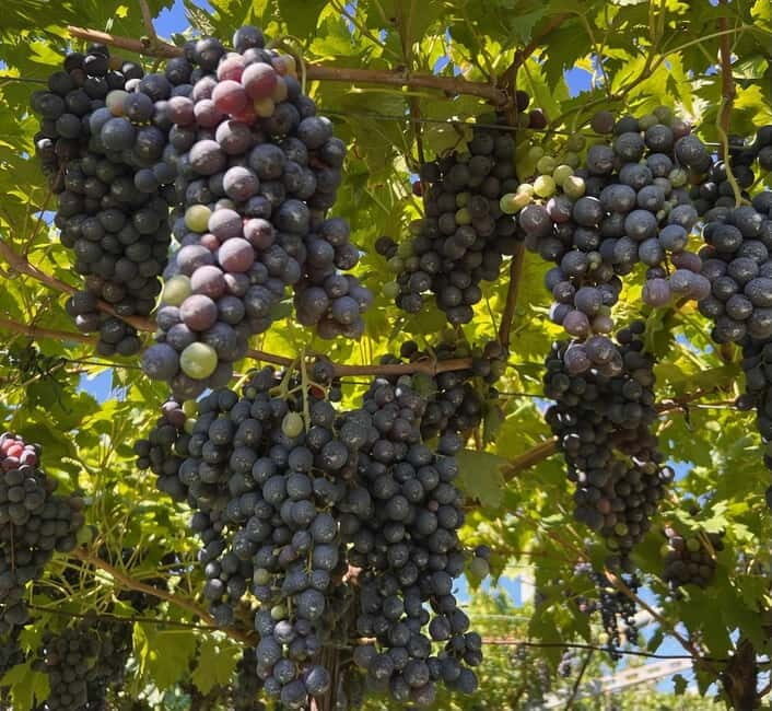 The grand tour of Amarone: 2 wineries with delicious lunch - Small Group Energy Without a Separate Private Guide