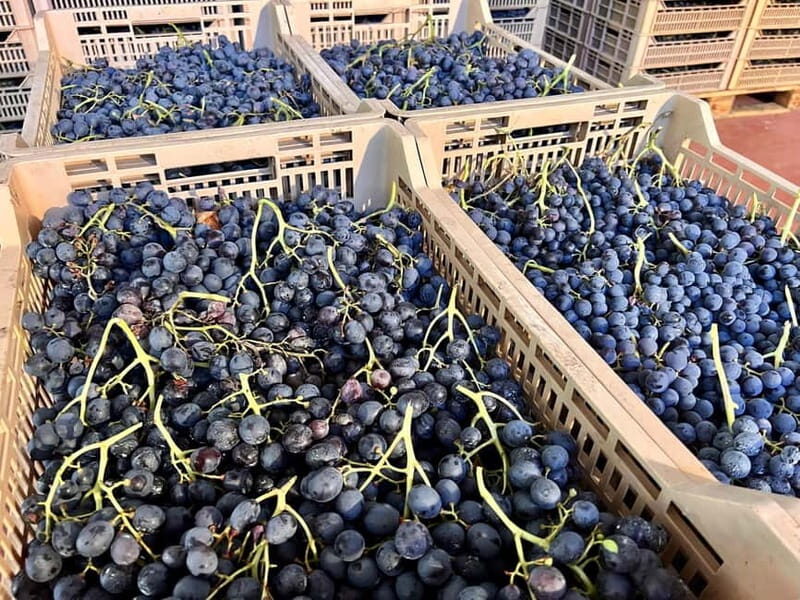 The grand tour of Amarone: 2 wineries with delicious lunch - Valpolicella Near Verona: Why This Tour Works