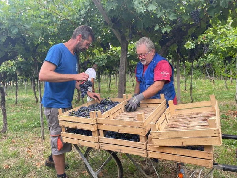 The grand tour of Amarone: 2 wineries with delicious lunch - Second Winery + Vineyard Walk: Indigenous Grapes and the Grappa Finish