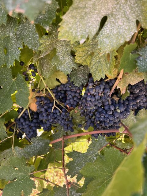 The grand tour of Amarone: 2 wineries with delicious lunch - What You Taste: Amarone Focus, Limited Wines, and Chocolate Pairing