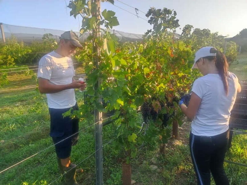 The grand tour of Amarone: 2 wineries with delicious lunch - Shipping Wine Home: A Practical Bonus for Gifts and Collectors