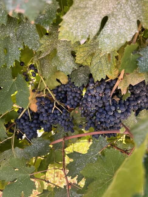 The grand tour of Amarone: 2 wineries with delicious lunch - Price and Value: Is $254.89 Worth It?