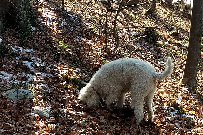 Truffle hunting and lunch experience in a restaurant - The hunt on foot: what the hike feels like