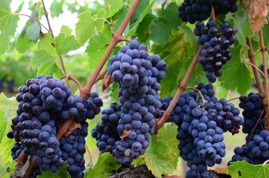 Valpolicella: 1.5-Hour Guided Winery Tour with Wine Tasting - Why Valpolicella Hits Different
