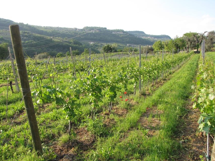 Valpolicella in the round: tasting of typical Valpolicella wines - Processing area and fruit-drying logic: the fruttaio behind Amarone