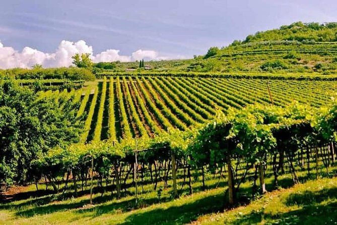 Valpolicella - The wine paradise - Key things to know before you go