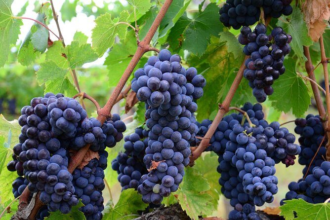 Verona area: Wine Tasting Experience in Valpolicella - Key things that make this Valpolicella tasting worth your time