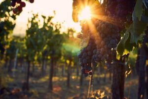 Verona area: Wine Tasting Experience in Valpolicella - From vineyard to bottling: what the guided tour is really teaching