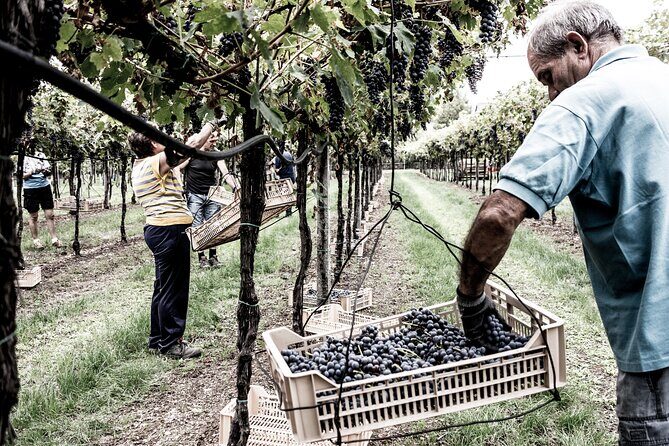 Verona area: Wine Tasting Experience in Valpolicella - Getting there from Verona: plan the ride, keep the day easy