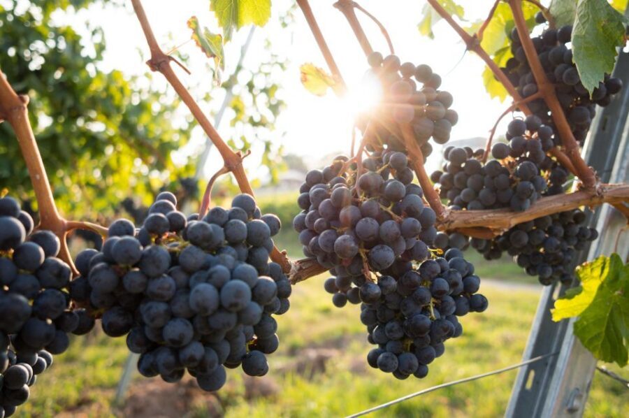 Verona: Horseback Riding and Wine Tasting Experience - The family-run winery stop: cellar smell and real process