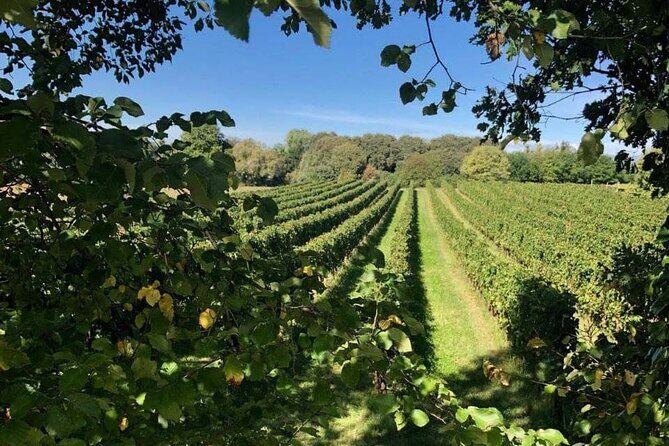 Vineyard tour and tasting of 6 Garda Wines with Giovanna Tantini - My verdict: should you book Vineyard tour and tasting with Giovanna Tantini?