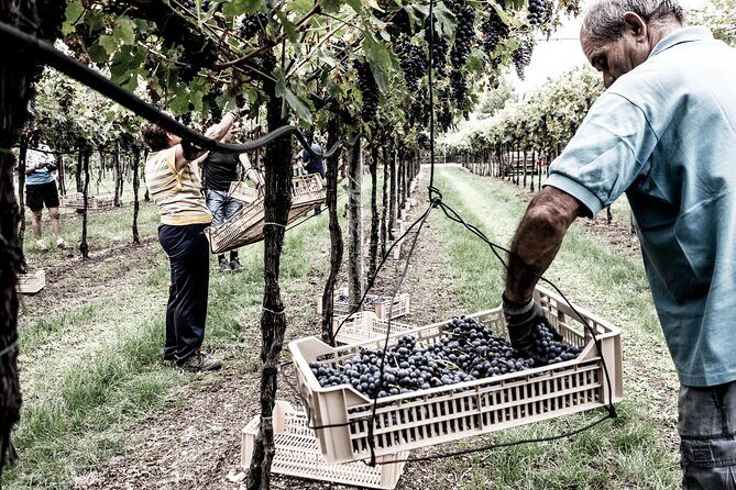 Vineyard Tour with Light Lunch in Valpolicella - Who This Tour Suits Best (And Who Should Consider Alternatives)