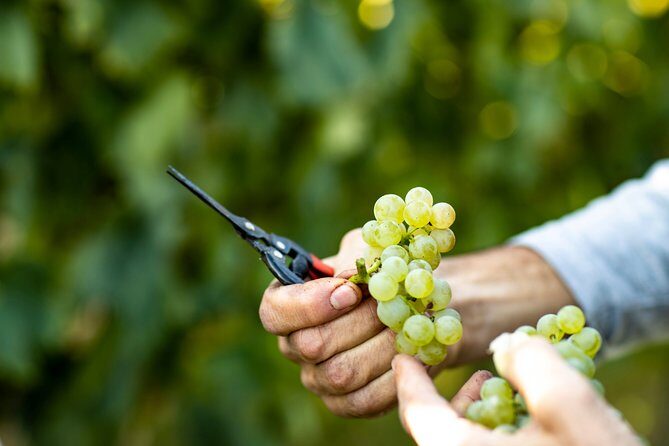 Visit and wine tasting at Tenuta La Cà - Inside the cellar: fermentations, temperatures, naturalness, and woods